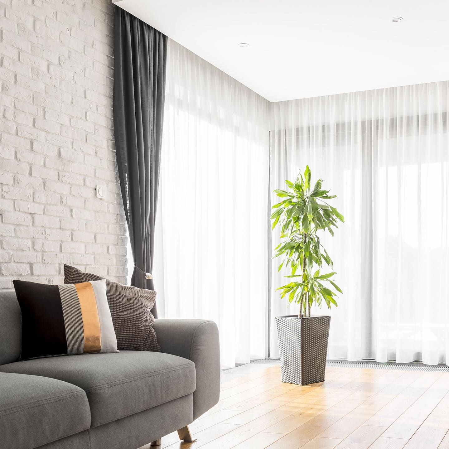 Living room with sheer drapery and pot plant
